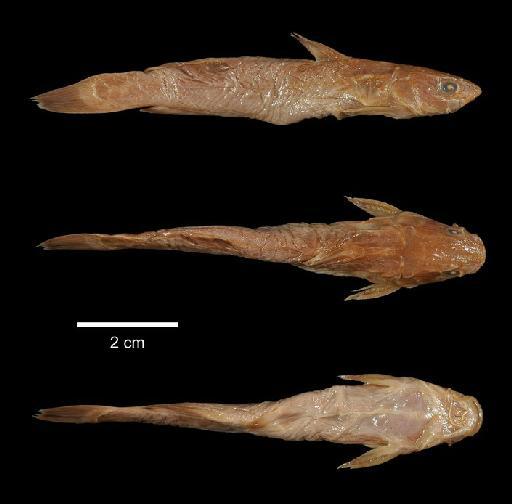 Pseudobagrus tokiensis Döderlein in Steindachner & Döderlein, 1887 - 1891.5.26.19-20b; Pseudobagrus tokiensis; type; ACSI Project image