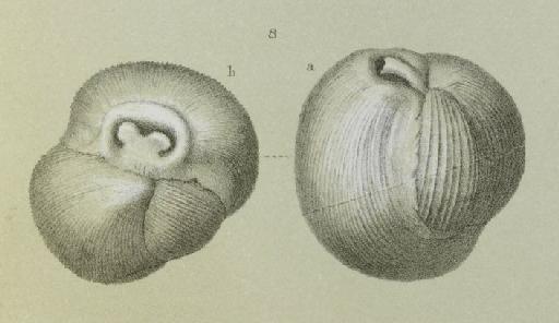 Miliolina insignis Brady, 1881 - ZF1867_4_8_Pyrgo_comata.jpg