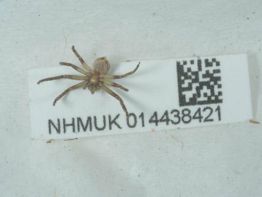 Philodromus spp. - 014438421_1