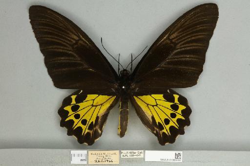 Troides helena cerberus Rothschild, 1895 - 013606596__599291