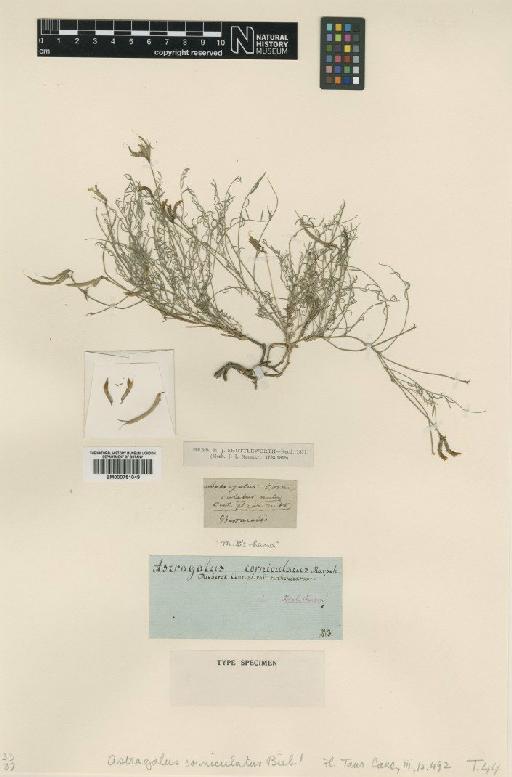 Astragalus corniculatus M.Bieb. - BM000751049