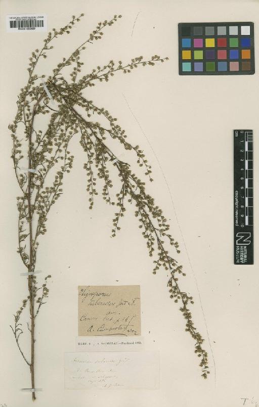 Artemisia campestris L. - BM001025929