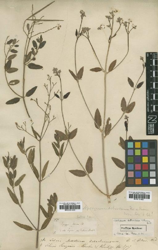 Trachomitum sarmatiense Woodson - BM001014050