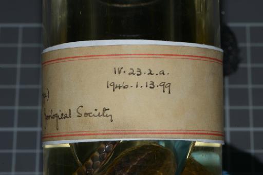 Helicops trivittatus Gray, 1849 - Image of specimen 1946.1.13.99