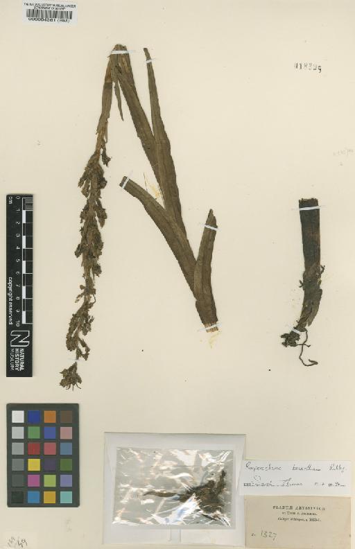 Roeperocharis bennettiana Rchb.f. - BM000084361