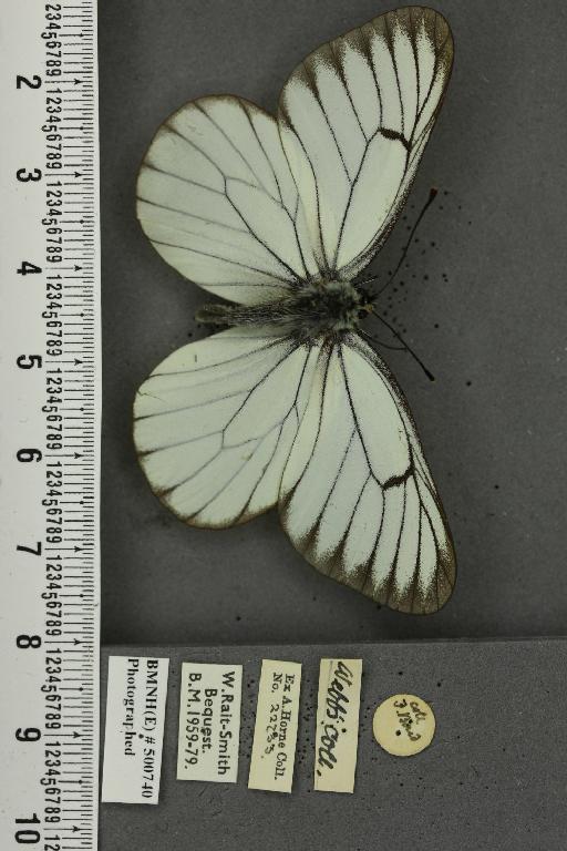 Aporia crataegi ab. marginata Tutt, 1896 - BMNHE_500740_69985