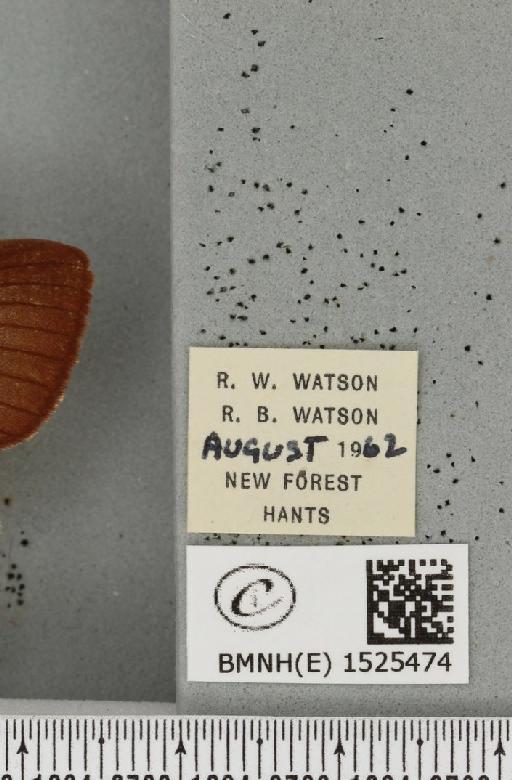 Lasiocampa quercus quercus (Linnaeus, 1758) - BMNHE_1525474_label_194451