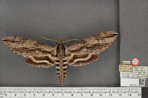 Lintneria istar (Rothschild & Jordan, 1903) - BMNH(E) 1377429 Lintneria istar dorsal and labels.JPG