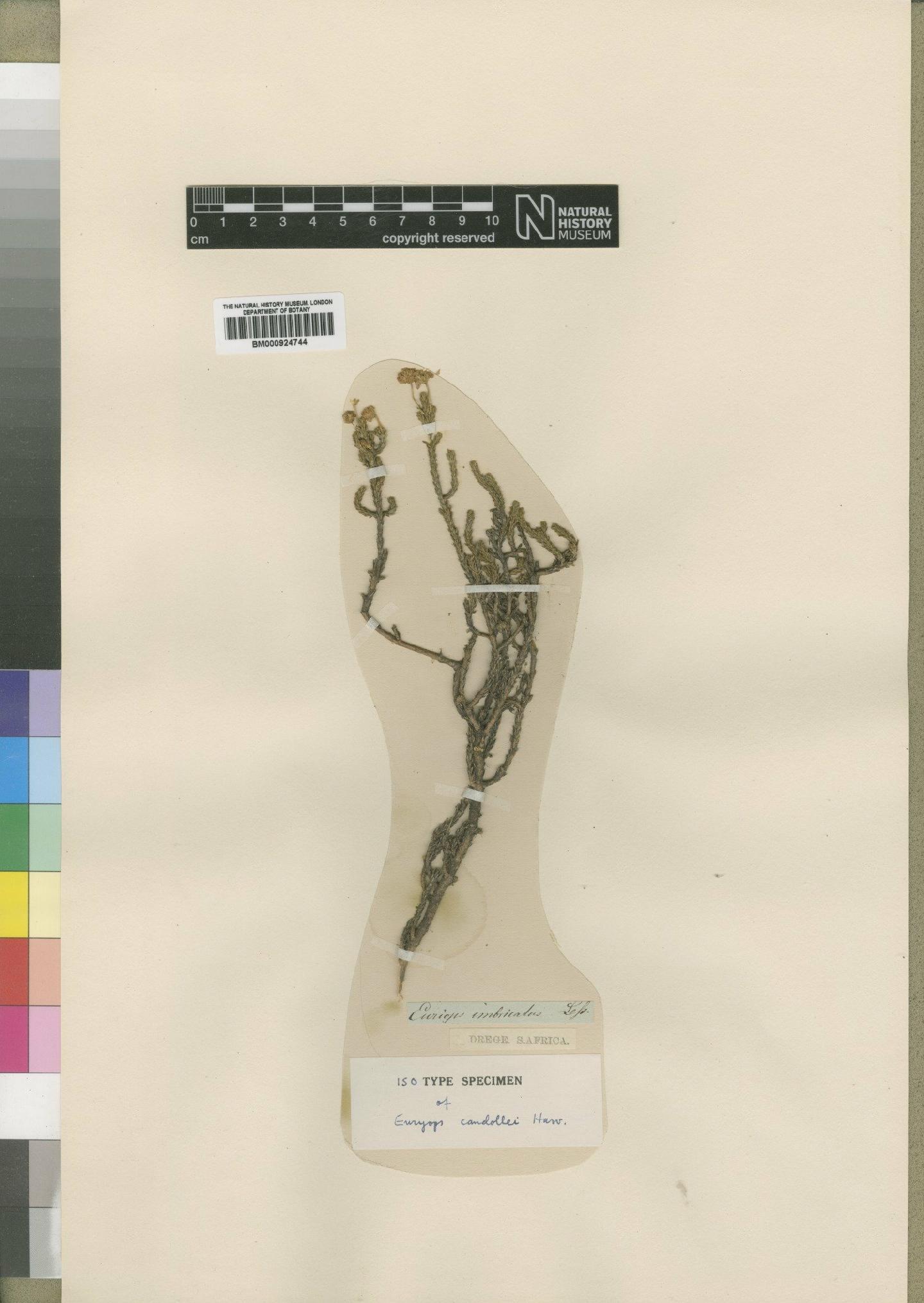 To NHMUK collection (Euryops candollei Harv.; Type; NHMUK:ecatalogue:4553412)