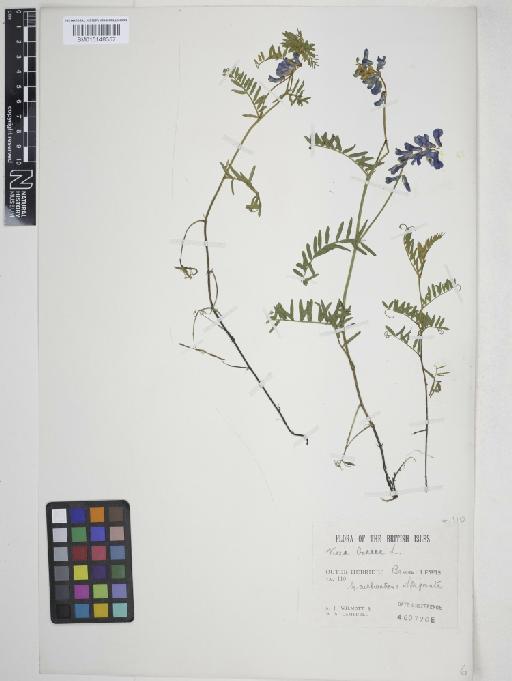 Vicia cracca L. - 015148357