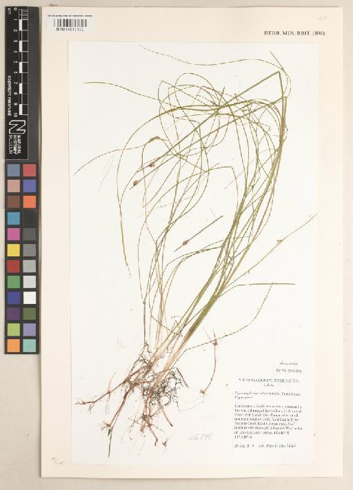 Schoenoplectus subterminalis (Torr.) Soják - 014617170