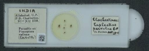 Euplectrus parvulus Ferrière, 1941 - 010160164_118368_1641315