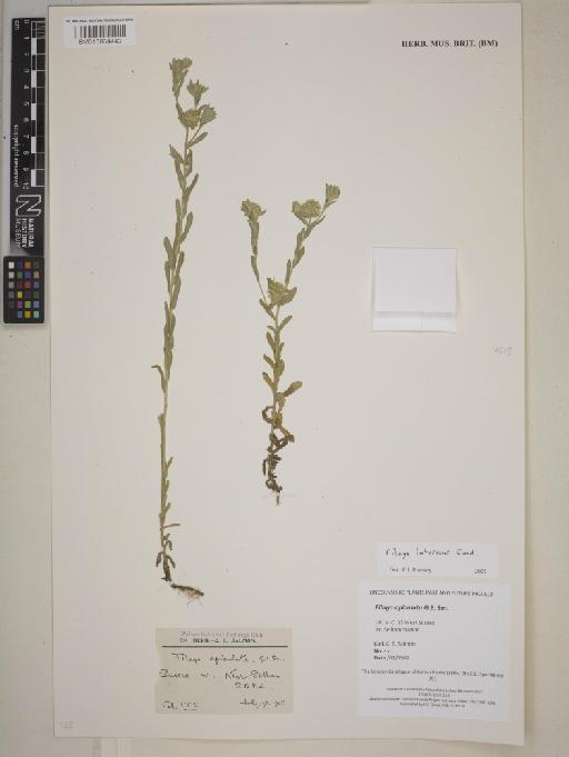 Filago lutescens Jord. - 013834443