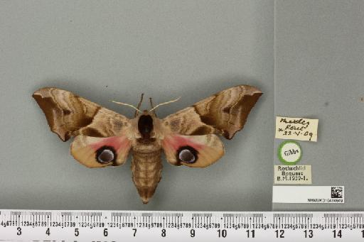 Smerinthus ocellata ocellata (Linnaeus, 1758) - NHMUK_010474649_524944