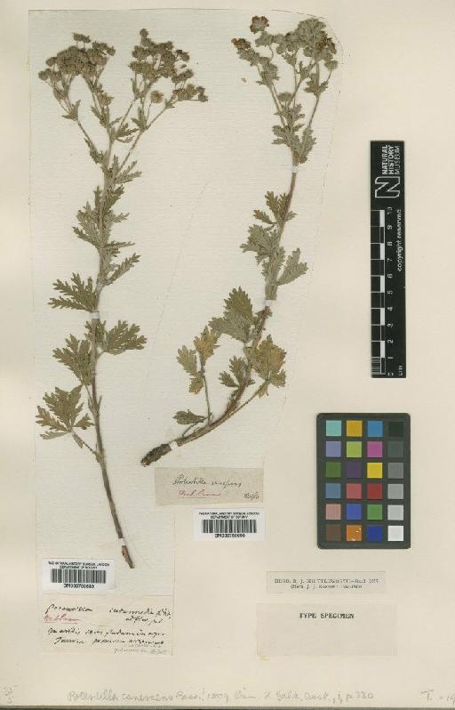 Potentilla canescens Besser - BM000750690