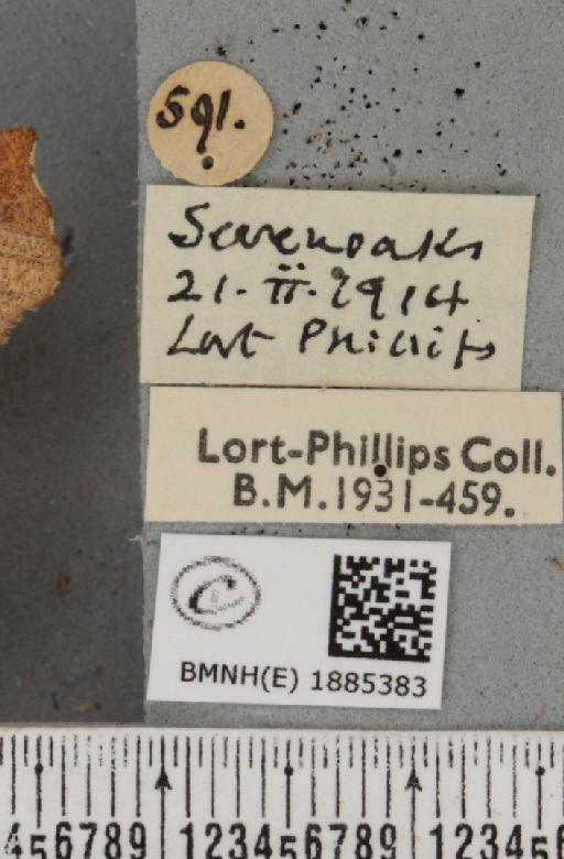 Selenia dentaria (Fabricius, 1775) - BMNHE_1885383_label_445338