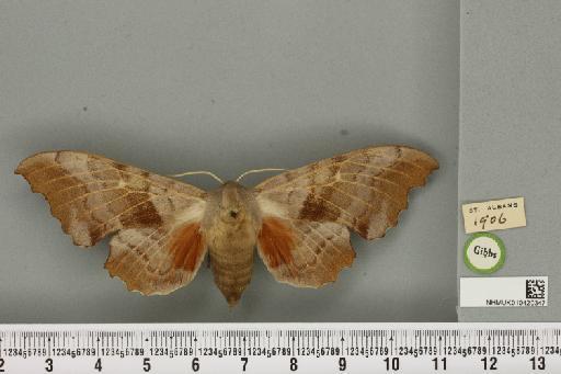 Laothoe populi populi (Linnaeus, 1758) - NHMUK_010420347_526499