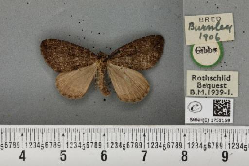 Hydriomena furcata ab. obscura Peyerimhoff, 1880 - BMNHE_1751159_328189