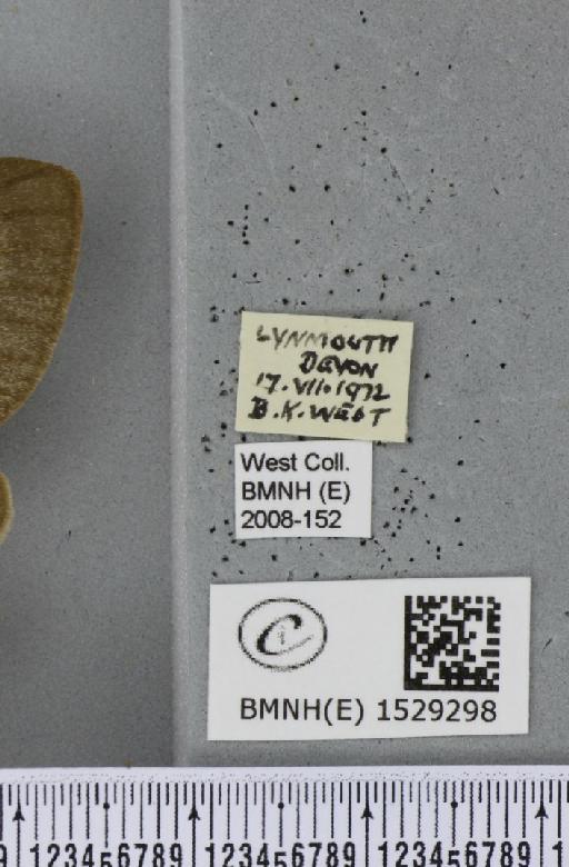 Macrothylacia rubi (Linnaeus, 1758) - BMNHE_1529298_label_196768