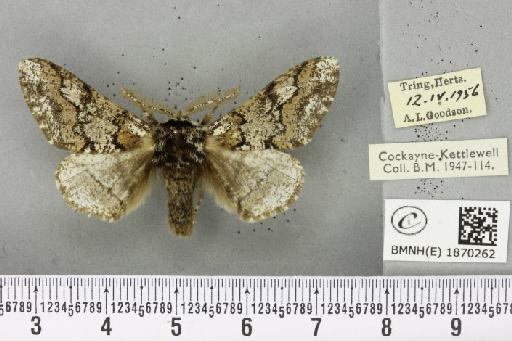 Biston strataria (Hufnagel, 1767) - BMNHE_1870262_460656