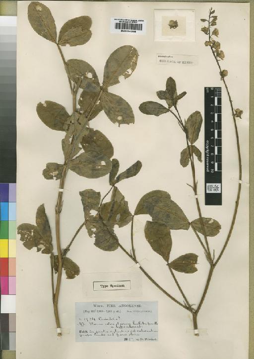 Crotalaria glaucifolia Baker - BM000843555