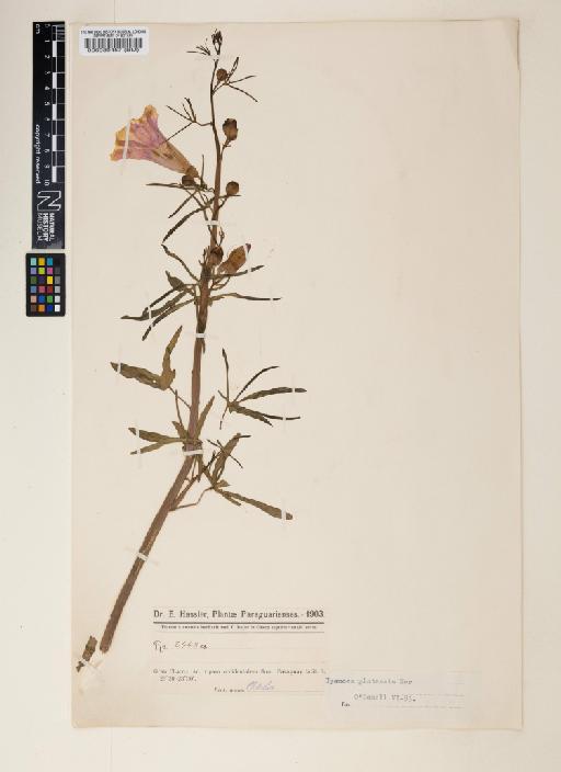 Ipomoea platensis Gawl - 000089457