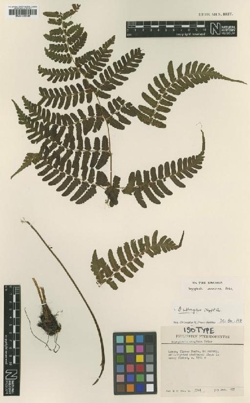 Dryopteris subtriangularis (C.Hope) C.Chr. - BM001066135