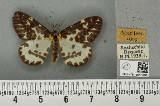 Abraxas grossulariata ab. aberdoniensis Raynor, 1923 - BMNHE_1855092_415754