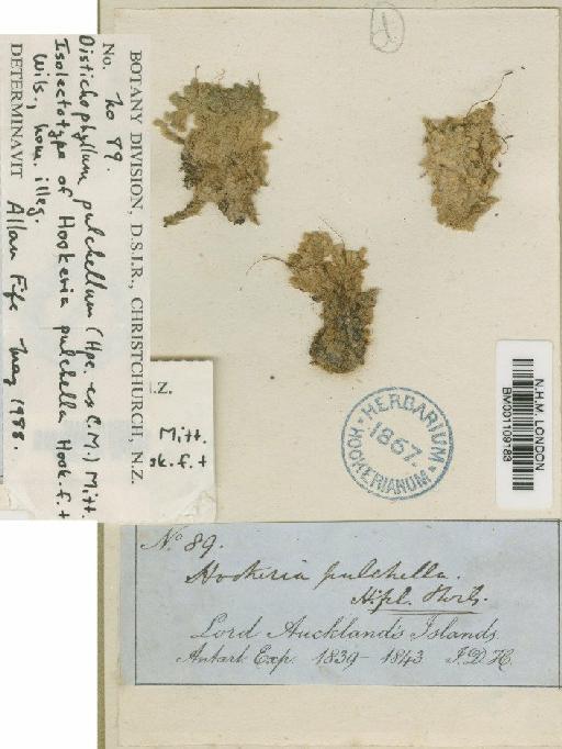 Distichophyllum pulchellum (Hampe) Mitt. - BM001109183