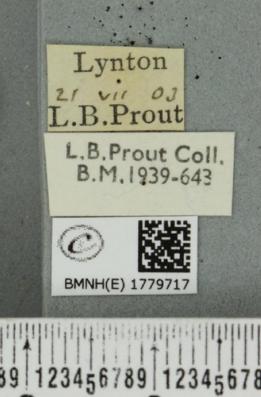 Venusia blomeri (Curtis, 1832) - BMNHE_1779717_label_364178