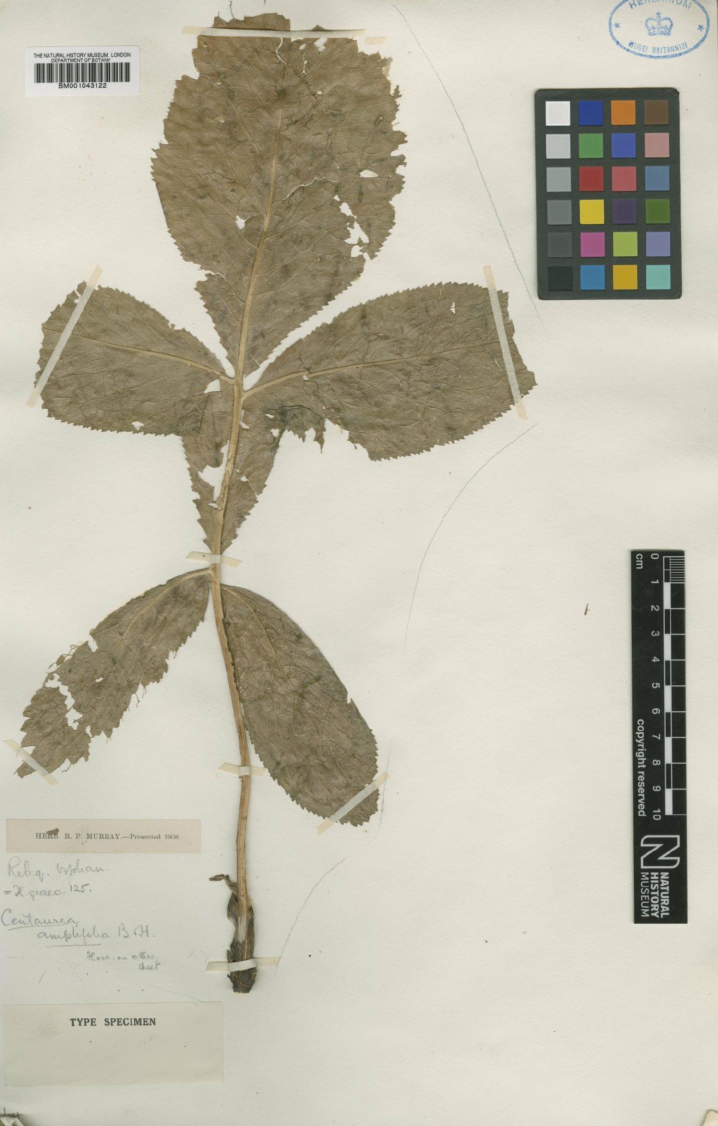 To NHMUK collection (Centaurea amplifolia Boiss. & Heldr.; Type; NHMUK:ecatalogue:1986830)