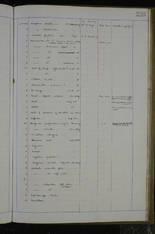 Bos namadicus Falconer, 1859 - NHM-UK_P_DF118_02_02_0453