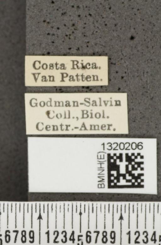 Acalymma coruscum costaricense Bechyné, 1955 - BMNHE_1320206_label_21127