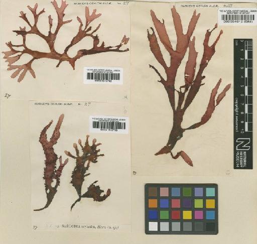 Sarcodia montagneana (Hook.f. & Harv.) J.Agardh - BM000054012