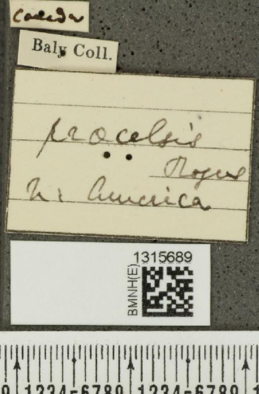 Calligrapha (Bidensomela) praecelsis (Rogers, 1856) - BMNHE_1315689_label_15774