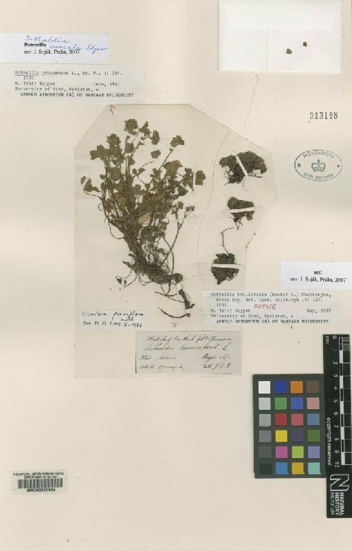 Sibbaldia trulliflora (Hook.f.) Chatterjee - BM000622984