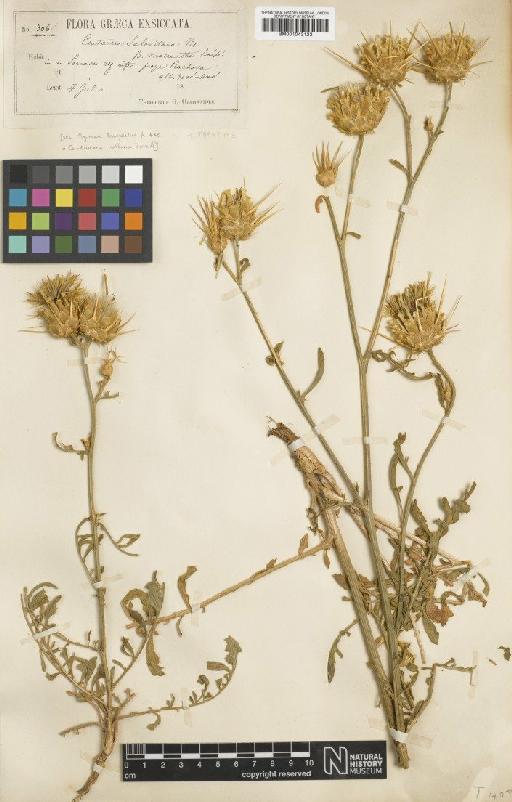 Centaurea salonitana Vis. - BM001043123