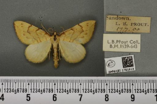 Gandaritis pyraliata (Denis & Schiffermüller, 1775) - BMNHE_1761613_345205