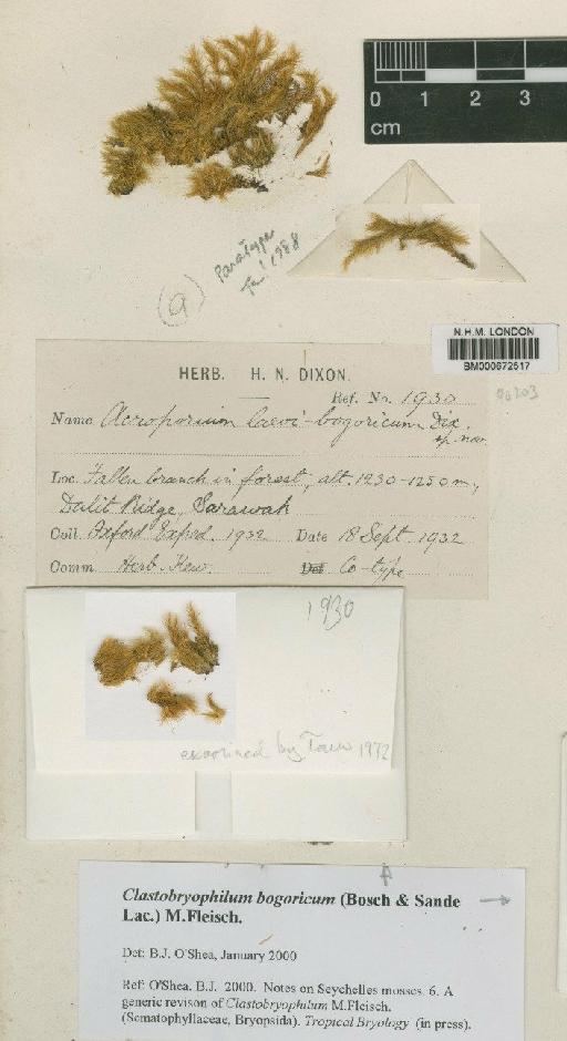 Clastobryophilum bogoricum (Bosch & Sande Lac.) M.Fleisch. - BM000672517