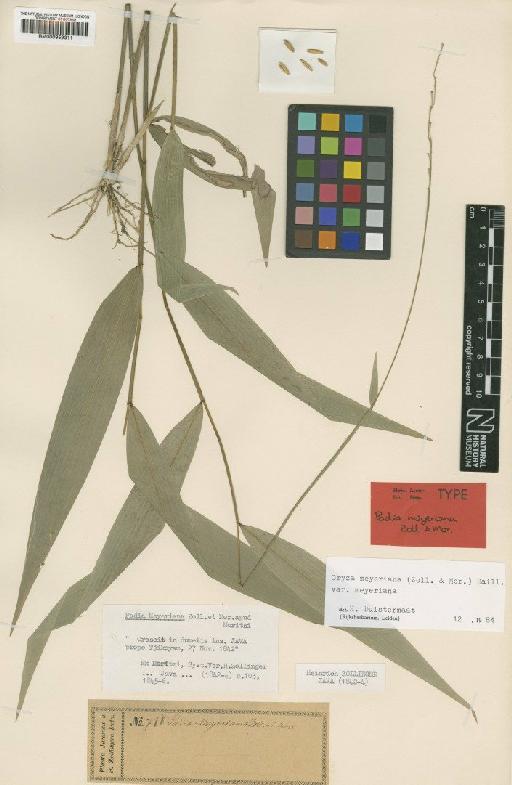 Oryza meyeriana (Zoll. & Moritzi) Baill. - BM000959311