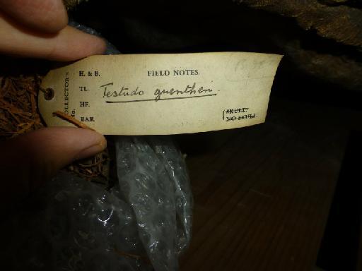 Chelonoidis guntheri (Baur, 1889) - 1949.1.4.93, Chelonoidis nigra