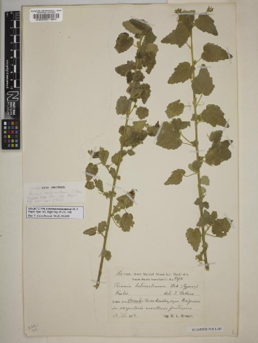 Pavonia heterostemon Urb. - BM000583367