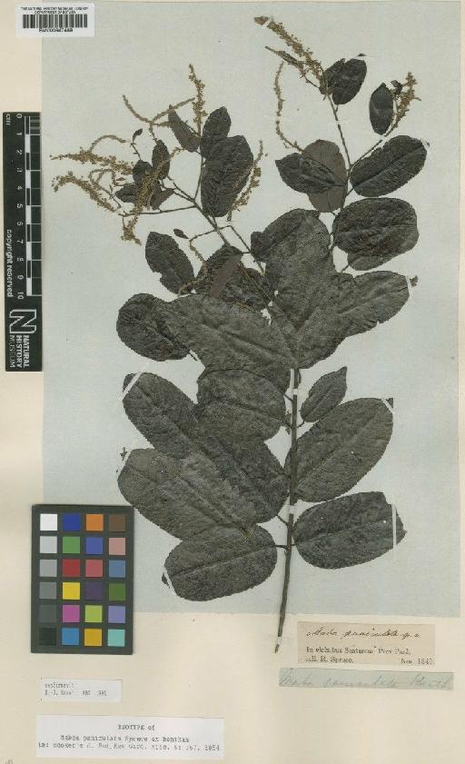 Mabea paniculata Spruce ex Benth. - BM000947489