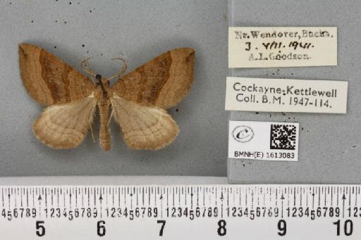 Scotopteryx chenopodiata (Linnaeus, 1758) - BMNHE_1613083_305795