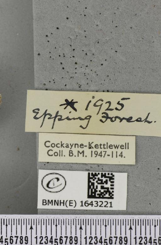 Stauropus fagi fagi (Linnaeus, 1758) - BMNHE_1643221_label_242527