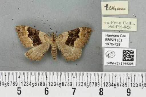 Xanthorhoe quadrifasiata (Clerck, 1759) - BMNHE_1749305_323202