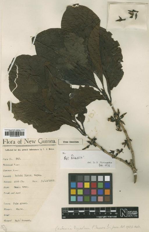 Gardenia dryadum S.Moore - BM000945309
