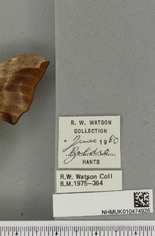 Smerinthus ocellata ab. deroseata Lempke, 1959 - NHMUK_010474926_label_525270