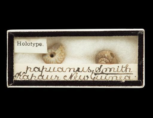 Lagochilus papuanus E. A. Smith, 1897 - 1897.7.30.21-22, SYNTYPE(S), Lagochilus papuanus Smith, 1897
