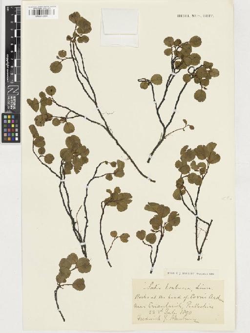Salix herbacea L. - BM001129998